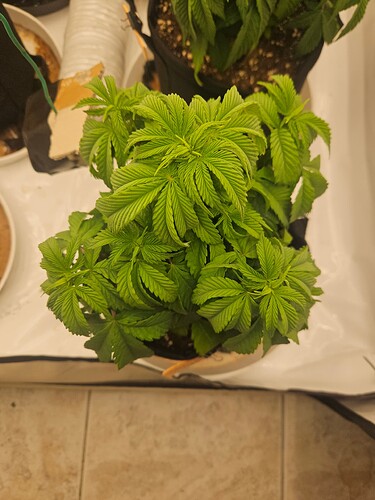 Growreport Bild 27