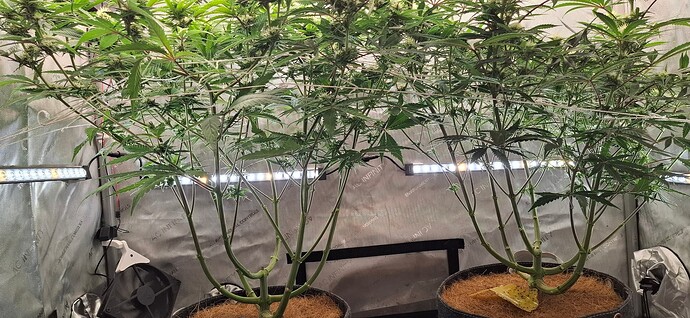 Growreport Bild 3