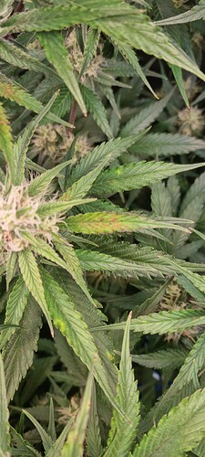 Growreport Bild 3