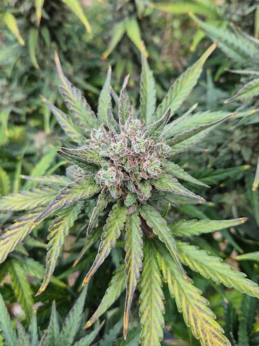 Growreport Bild 18