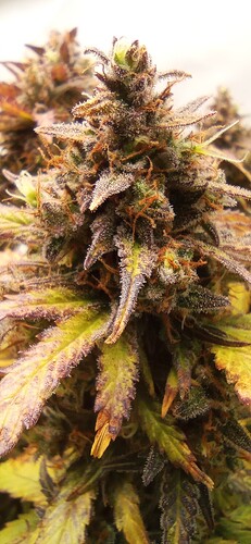 Growreport Bild 2