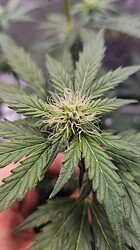 Growreport Bild 45