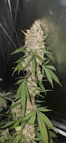 Growreport Bild 28
