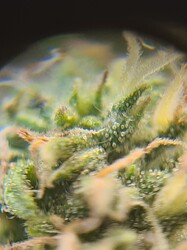 Growreport Bild 11