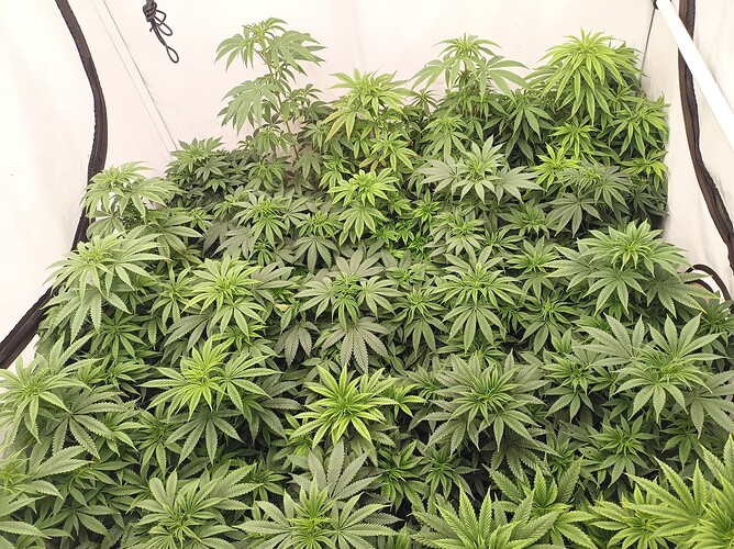 Growreport Bild 6