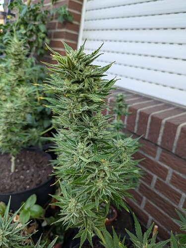 PXL_20240720_070122455