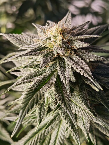 Growreport Bild 8