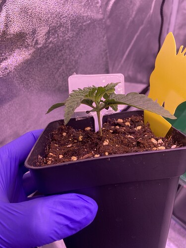 Growreport Bild 5
