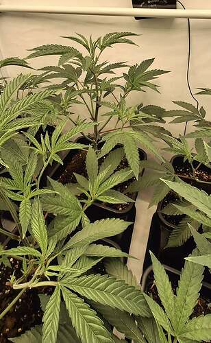 Growreport Bild 30