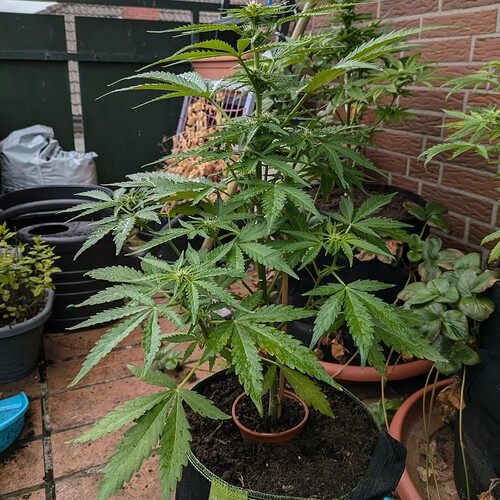 PXL_20240703_110329448