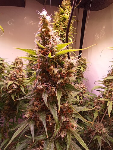 Growreport Bild 2