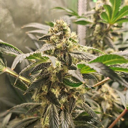 Growreport Bild 6