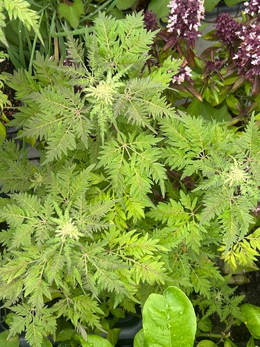 Growreport Bild 7