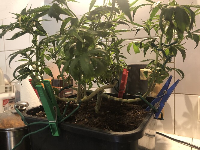 Growreport Bild 25