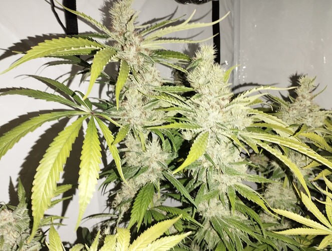 Growreport Bild 17