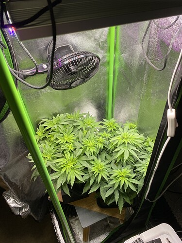 Growreport Bild 62