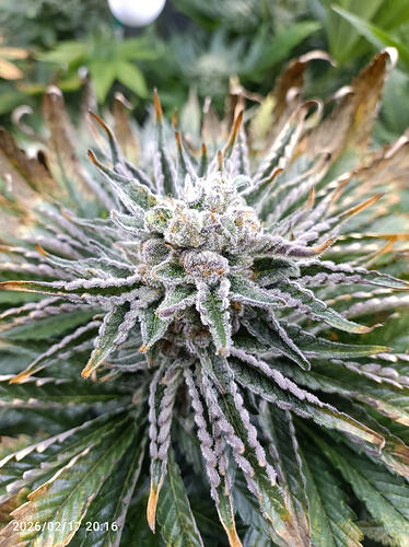 Growreport Bild 4