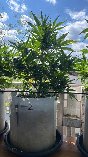 Growreport Bild 2