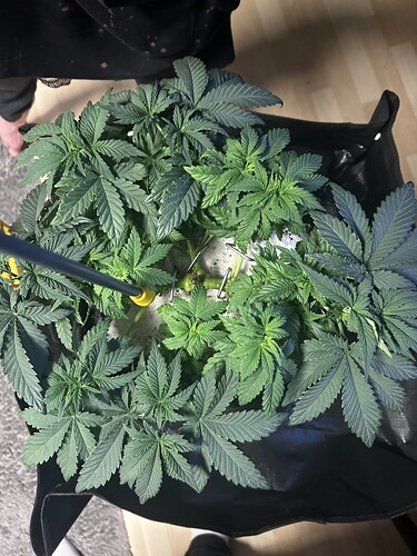 Growreport Bild 9