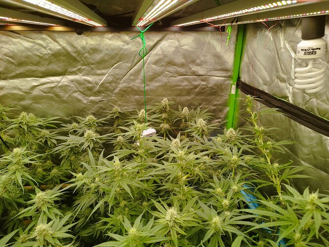 Mehrere blühende Cannabispflanzen unter LED-Wachstumslichtern in einer Growbox.