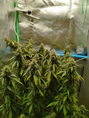 Growreport Bild 9
