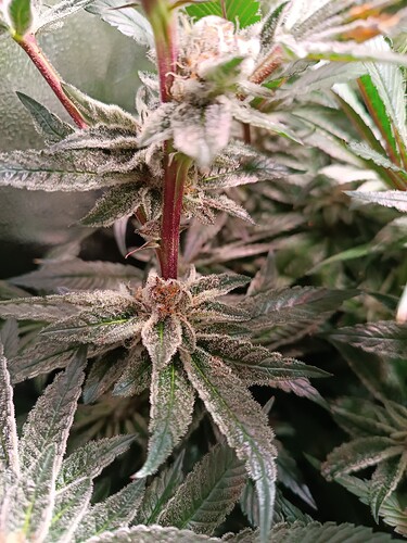 Growreport Bild 2