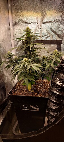 Growreport Bild 3