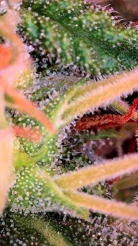 Growreport Bild 34