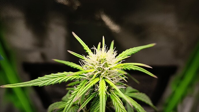 Growreport Bild 5