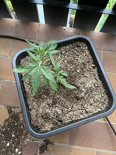 Growreport Bild 7