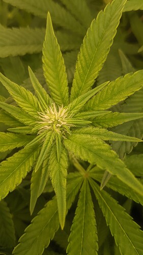 Growreport Bild 2