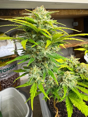 Growreport Bild 6