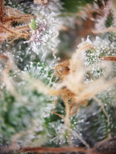 IMG_20250306_203822 - Kopie