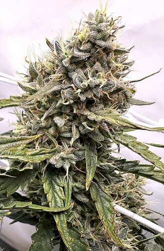 Growreport Bild 3