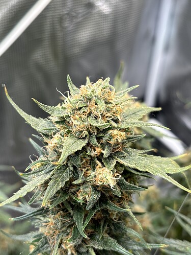 Growreport Bild 29