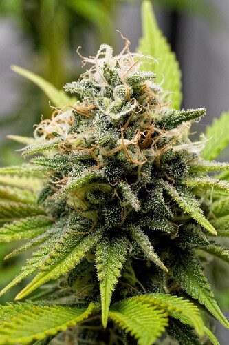 Growreport Bild 26