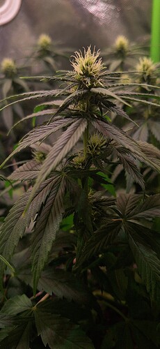 Growreport Bild 3
