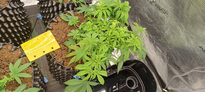 IMG_20251017_101718860_HDR