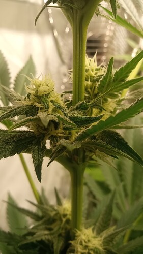 Growreport Bild 37