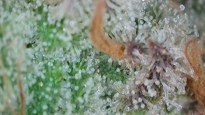 Growreport Bild 37