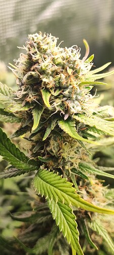 Growreport Bild 20