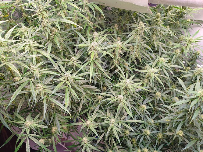 Growreport Bild 18