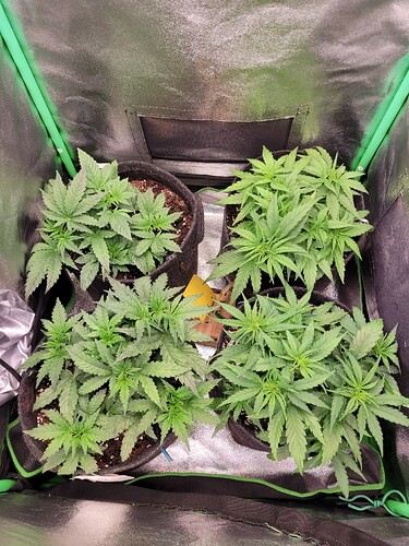 Growreport Bild 8