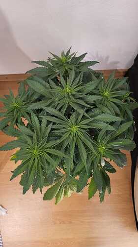 Growreport Bild 13