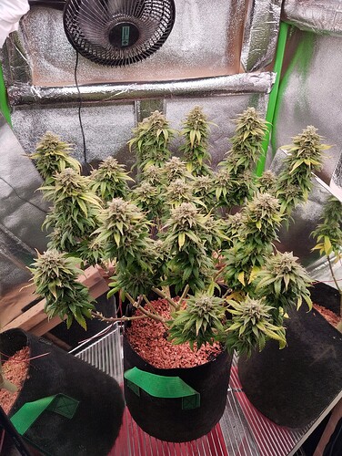 Growreport Bild 14