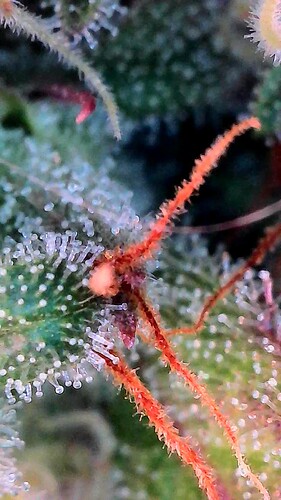 Growreport Bild 10