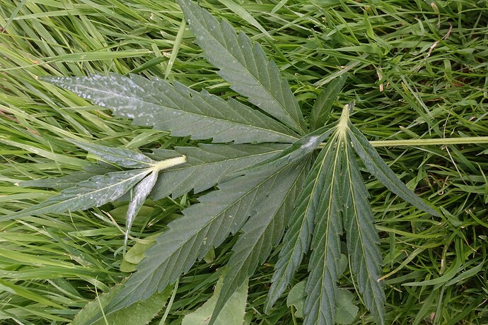 Growreport Bild 2
