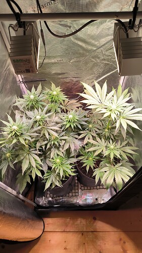 Growreport Bild 1