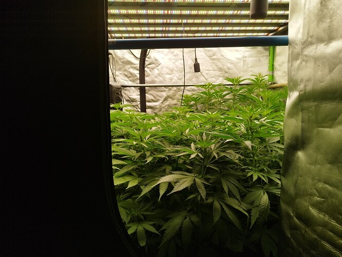 Eine Reihe von Cannabispflanzen im Wuchs unter LED-Beleuchtung in einem Growzelt.