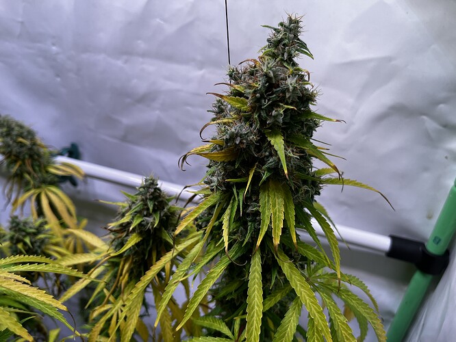 Growreport Bild 12